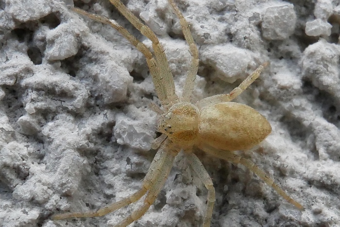 Philodromus albidus/rufus - Sassoferrato (AN)